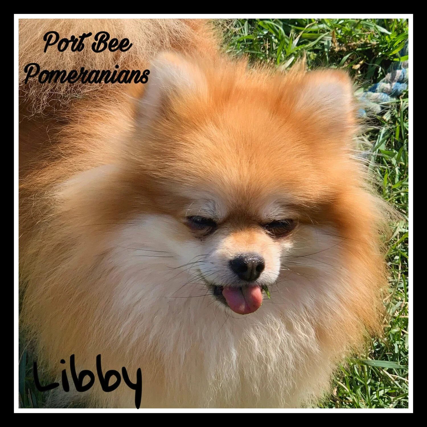 Retired Port Bee Pomeranian s